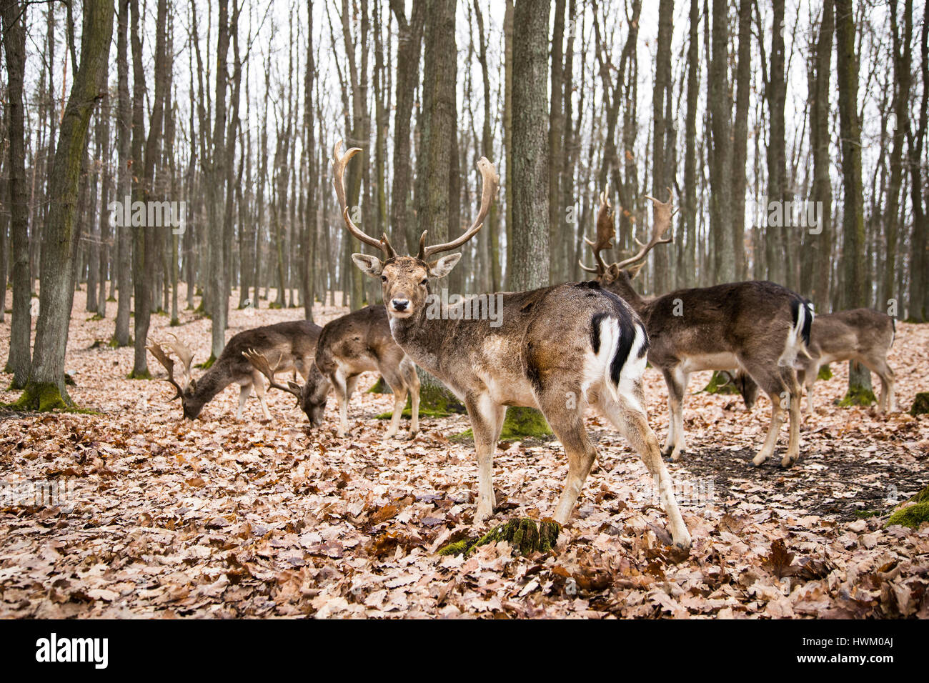 European Fallow Deer, Dama dama, Czech republic, Europe, by Monika Hrdinova/Dembinsky Photo Assoc Stock Photo