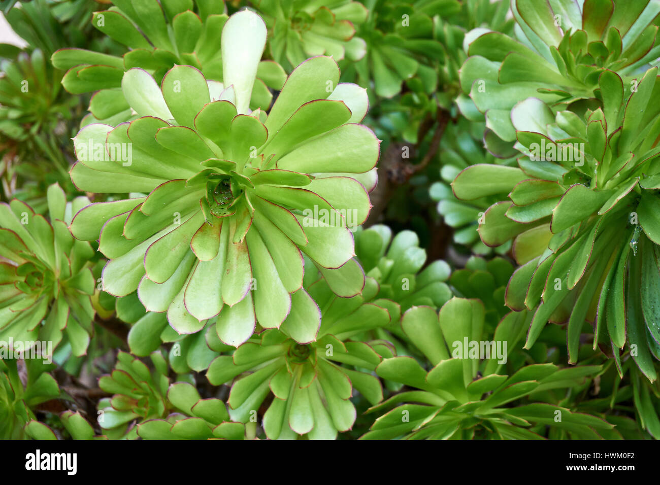 Fleur joubarde . Stock Photo