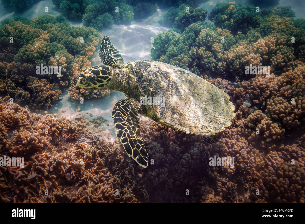Hawksbill Turtle (Eretmochelys imbricata) Stock Photo