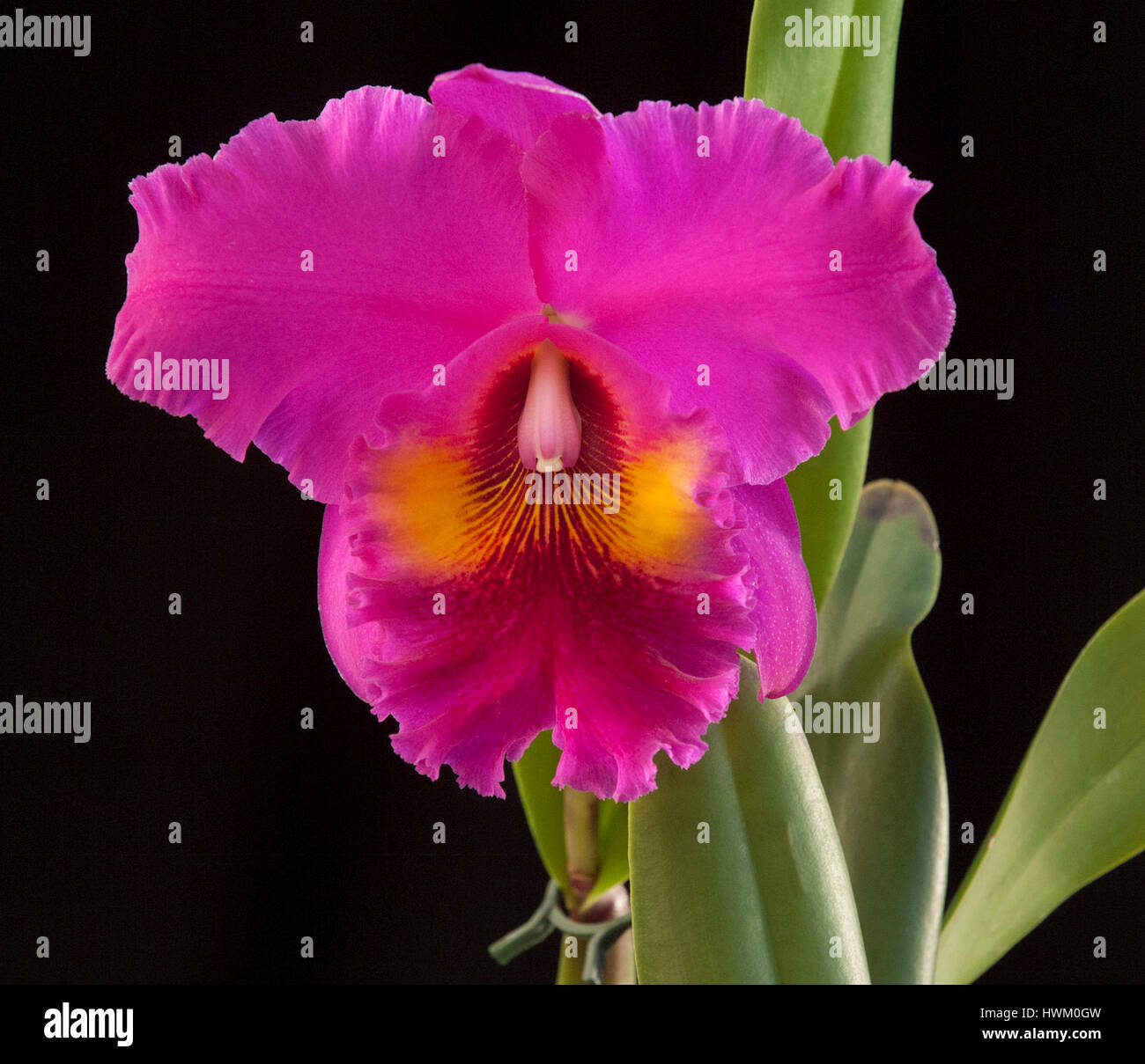 Brassolaelia Cattleya flower Da Shin 'King of Taiwan' Stock Photo