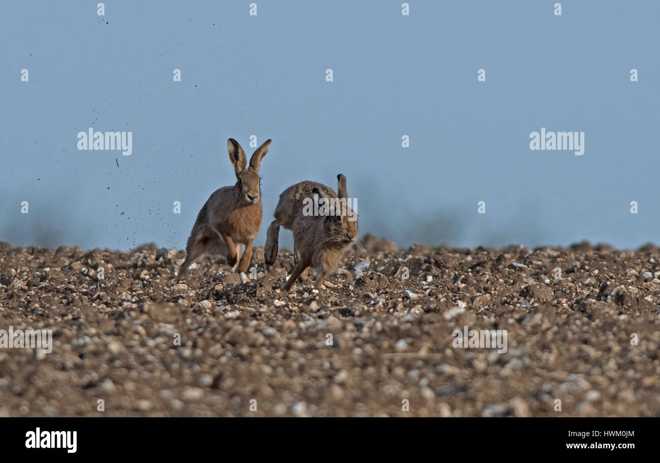 European Brown Hares- Lepus europaeus, Spring. Uk. Stock Photo