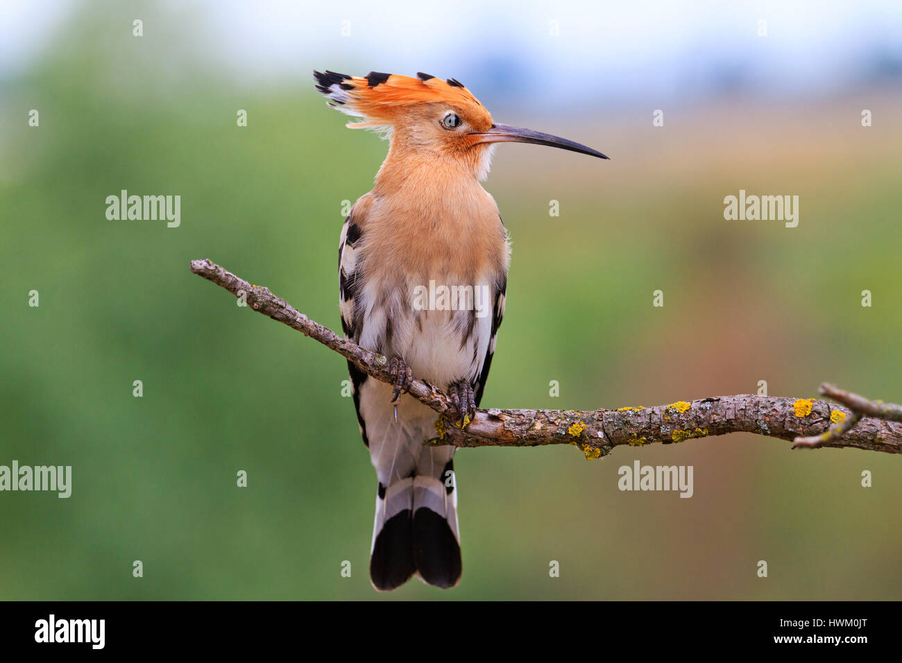 Bird King Solomon,wild bird, bird, tufted long beakUpupa epopshoopoe