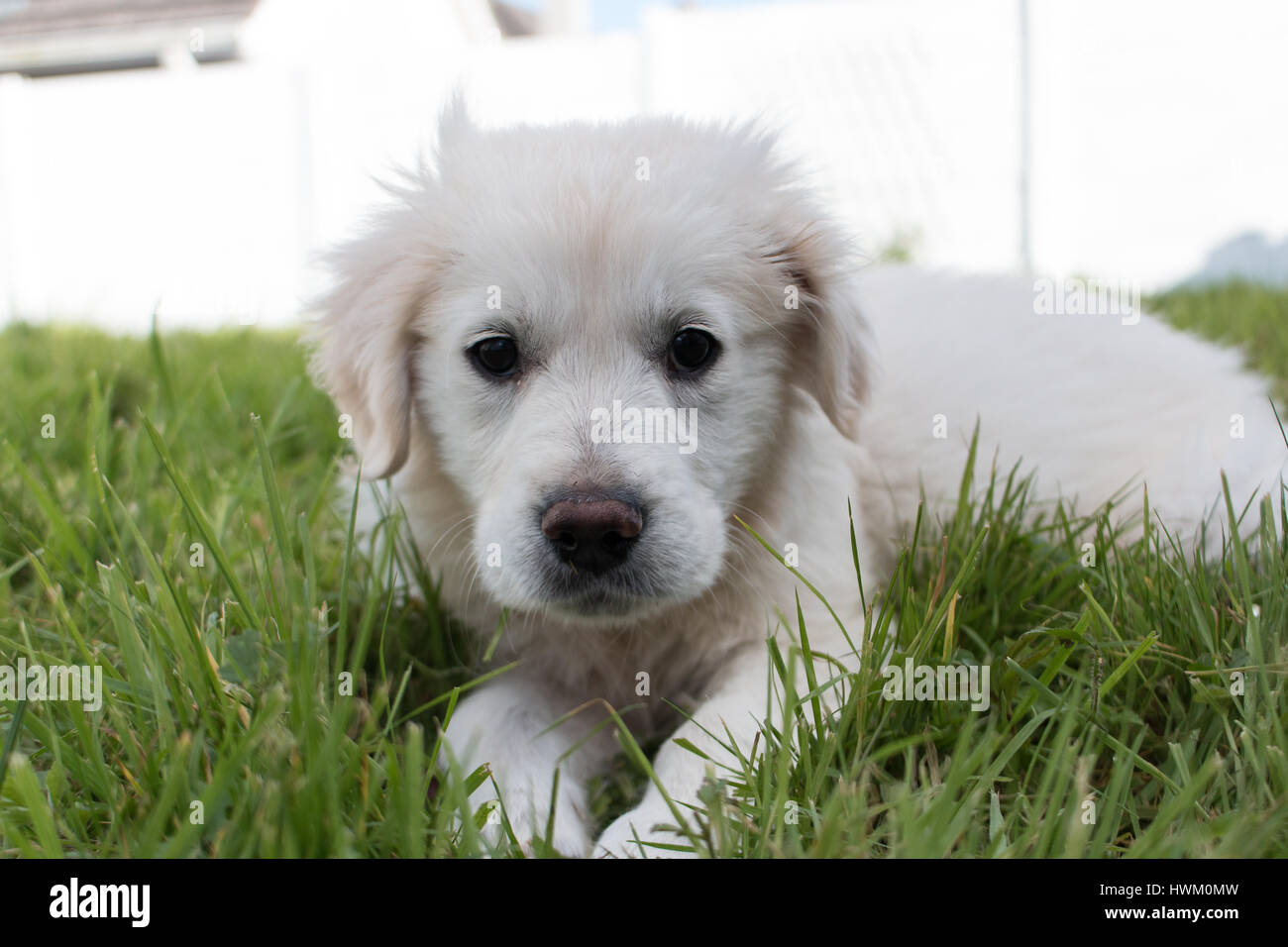 White Golden Retriever High Resolution Stock Photography And Images Alamy