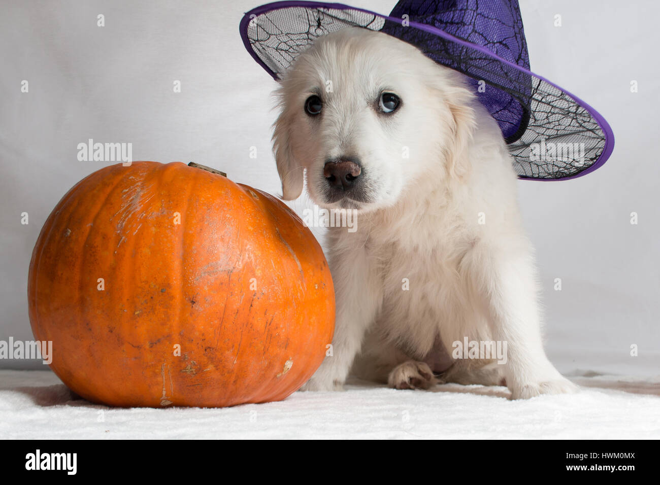 White Golden Retriever puppy with a witch hat sitting next to one ...