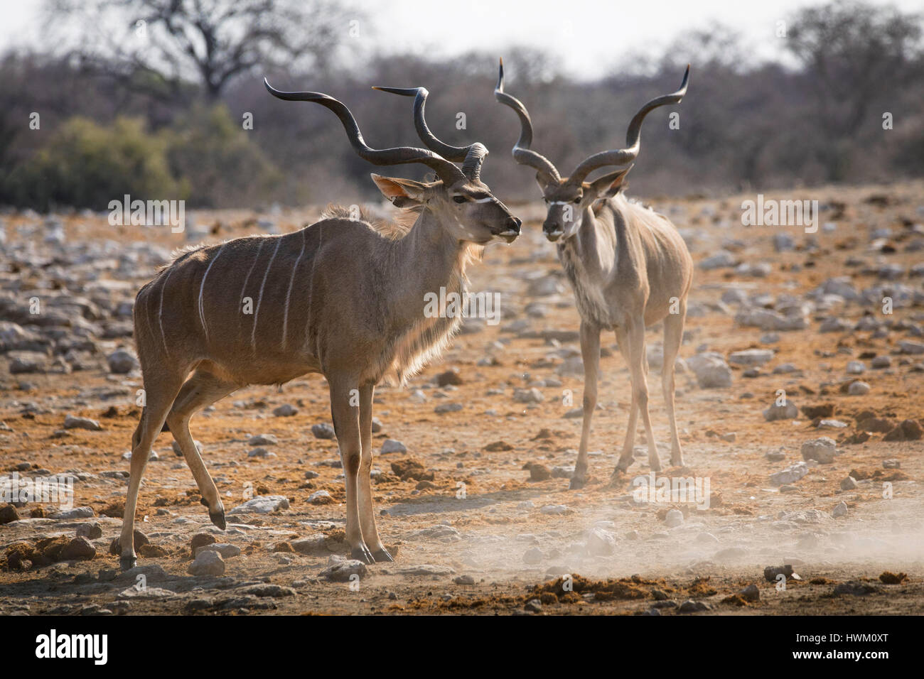Greater Kudu, Tragelaphus strepsiceros, Klein Namutoni Waterhole, Etosha National Park, Namibia, Africa, by Monika Hrdinova/Dembinsky Photo Assoc Stock Photo