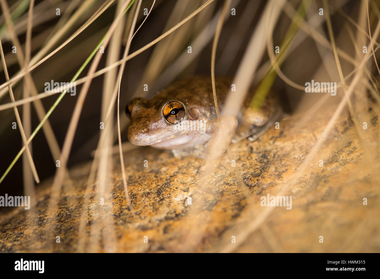 Long-footed Frog (Cyclorana longipes) Stock Photo