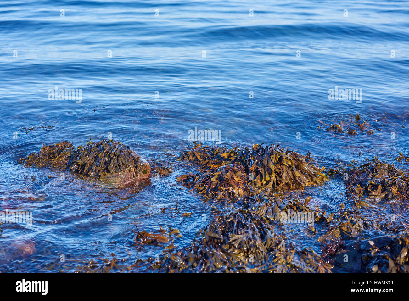 Seaweed at shore with waves Stock Photo Alamy