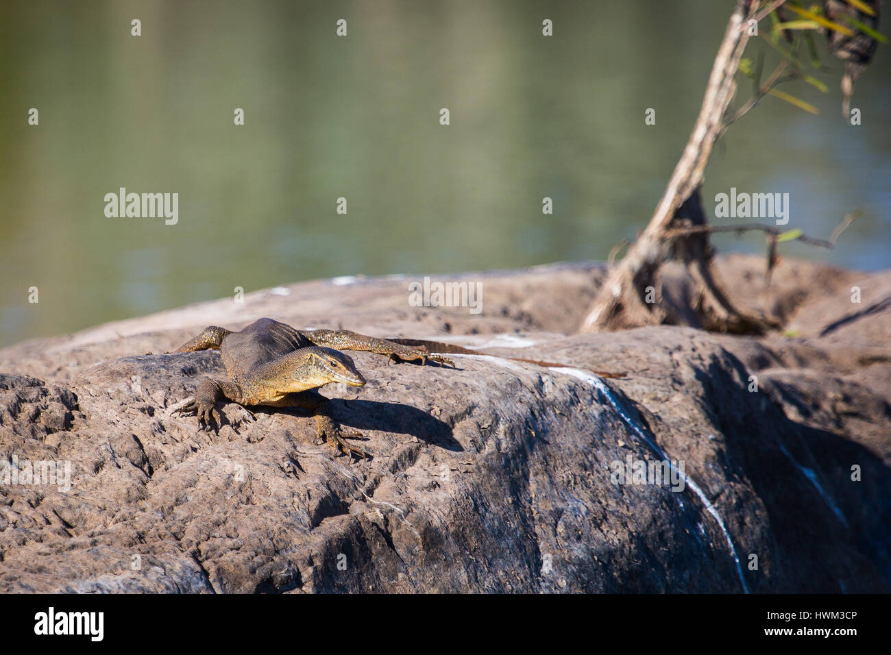 Mertens' Water Monitor (Varanus mertensi) Stock Photo