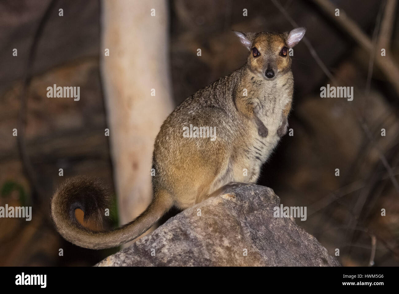 Monjon Wallaby (Petrogale burbidgei) Stock Photo