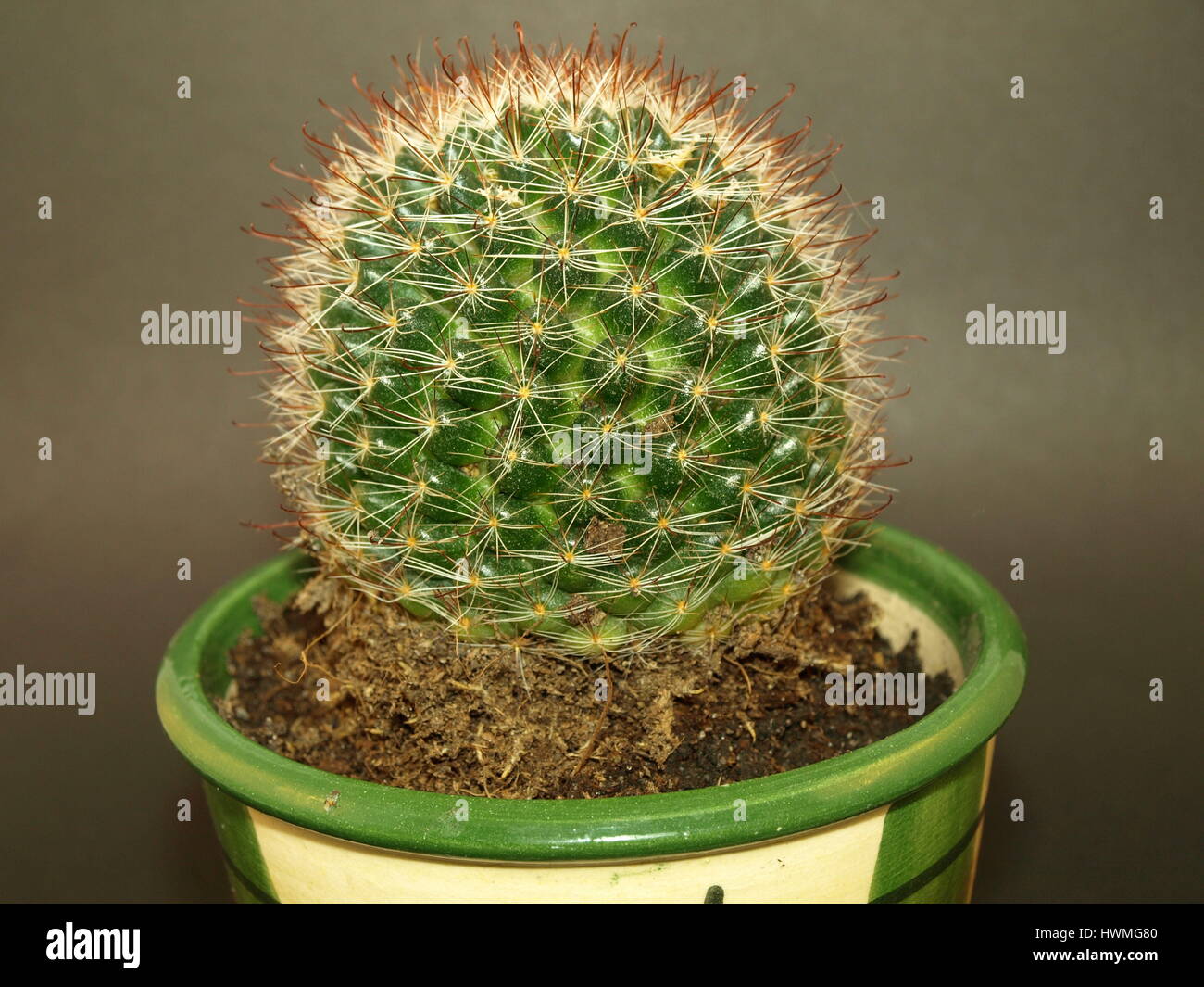 Cactus in a ceramic pot hi-res stock photography and images - Alamy