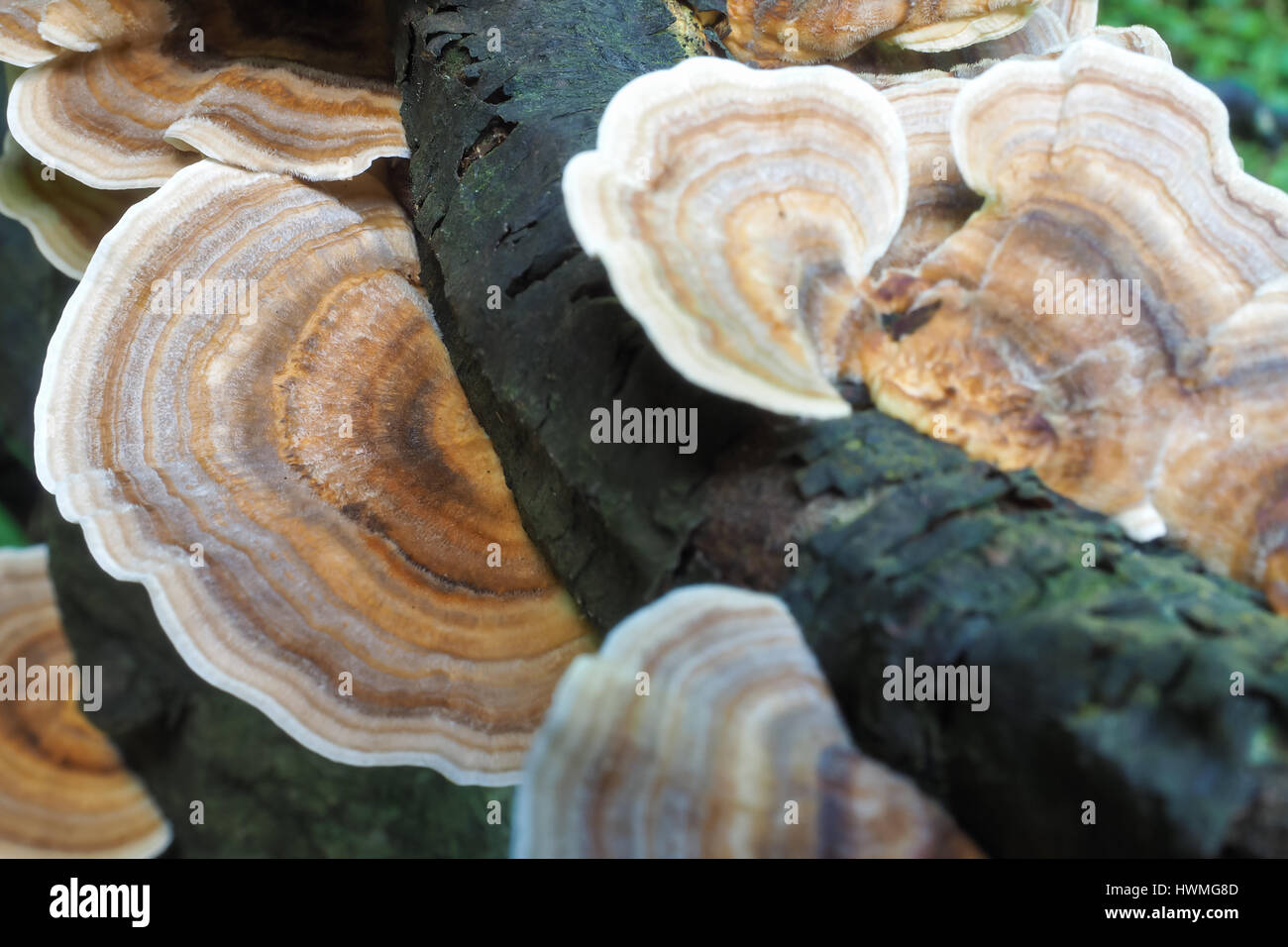 Bracket Fungus on a rotting tree branch, in close-up. Stock Photo