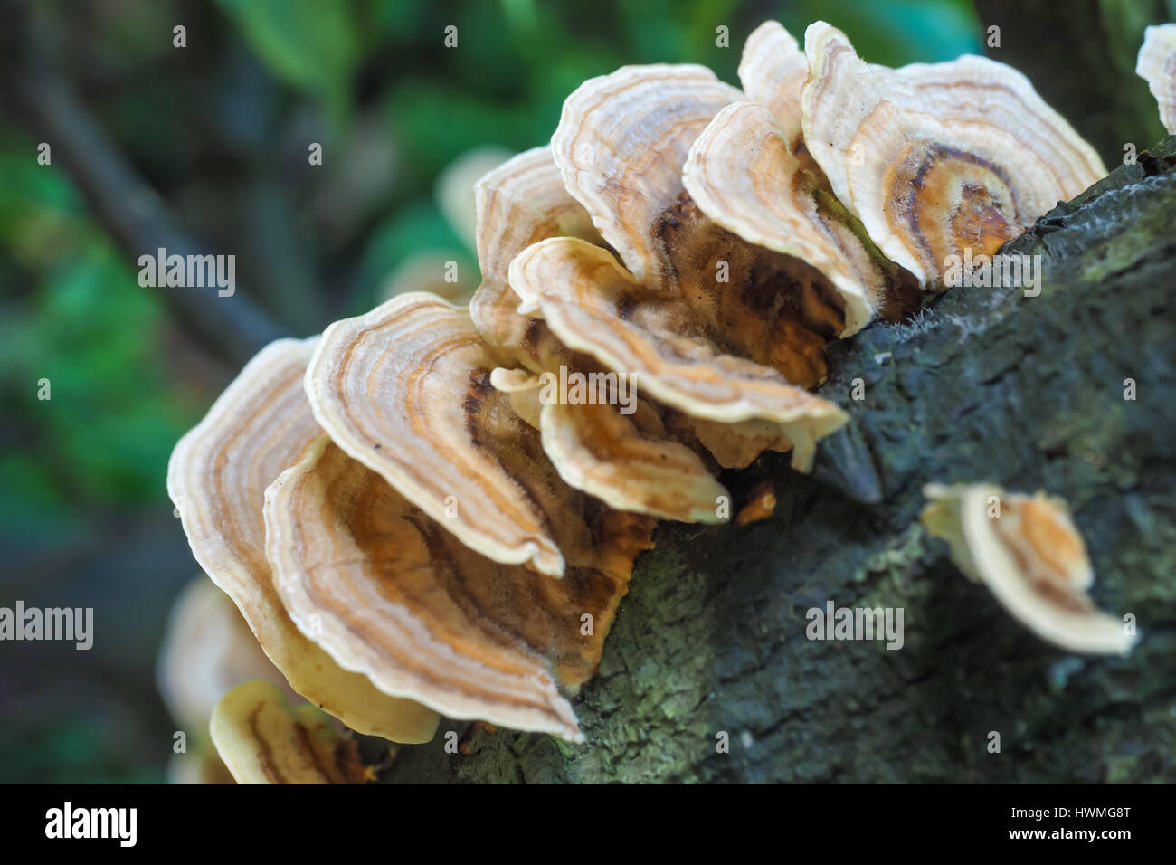 Bracket Fungus on a decaying tree branch, in close-up. Stock Photo