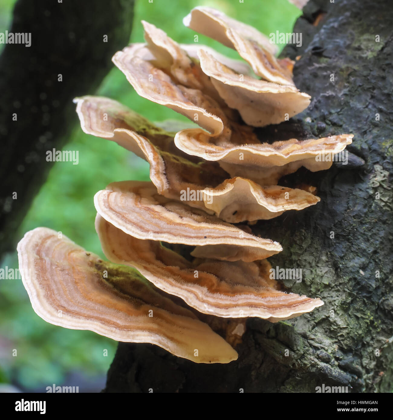 Bracket Fungus on a decaying tree branch, in close-up. Stock Photo