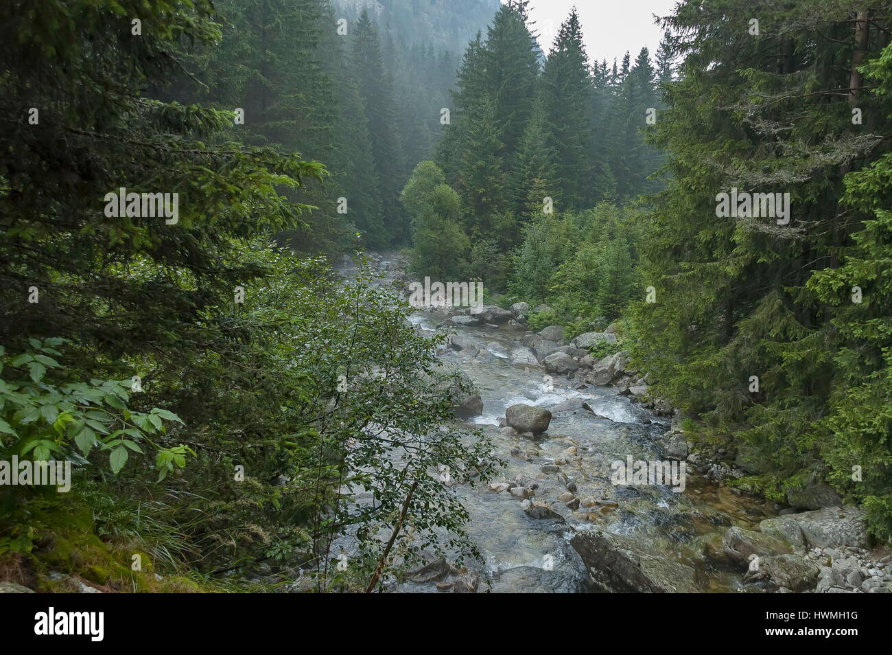 Rain In The Forest Hi Res Stock Photography And Images Alamy