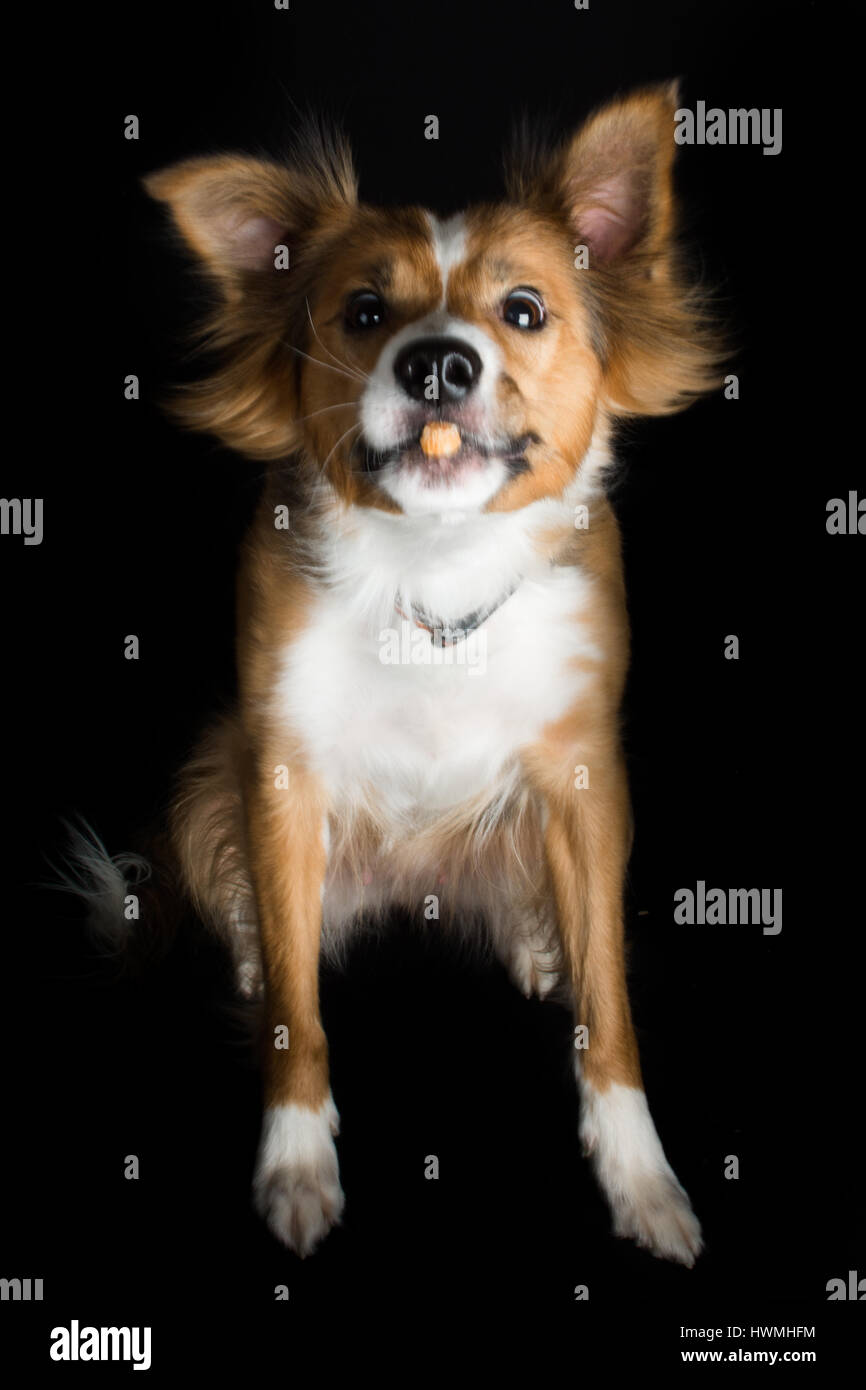 One Beautiful Border Collie Stock Photo - Alamy