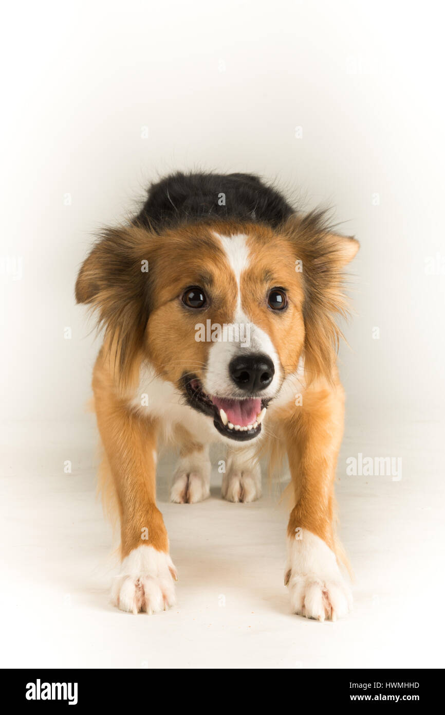 One Beautiful Border Collie Stock Photo - Alamy