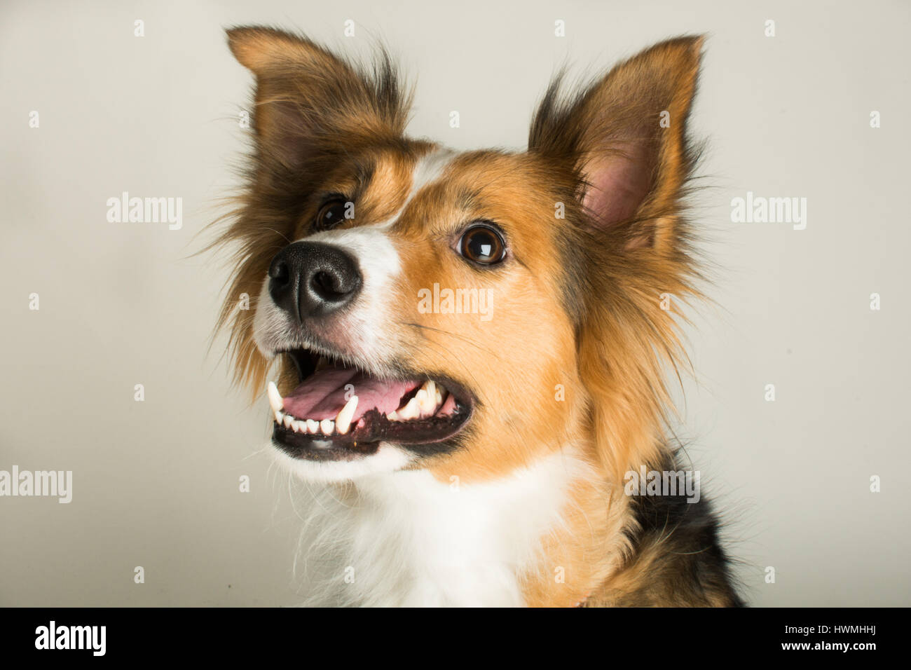 One Beautiful Border Collie Stock Photo - Alamy