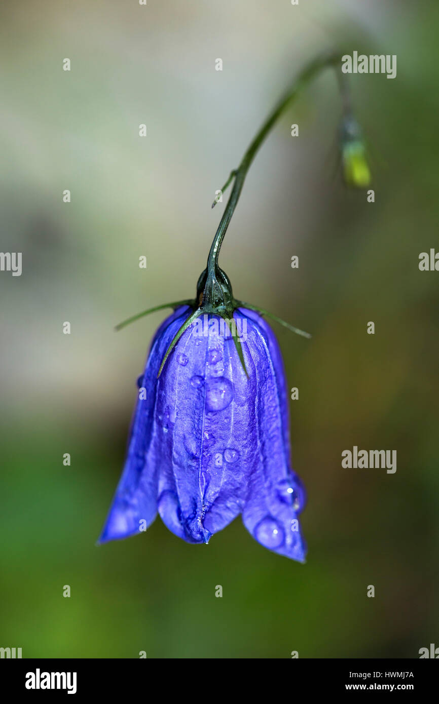 Blue Bellflower on alpine meadow in summer with morning dew Stock Photo