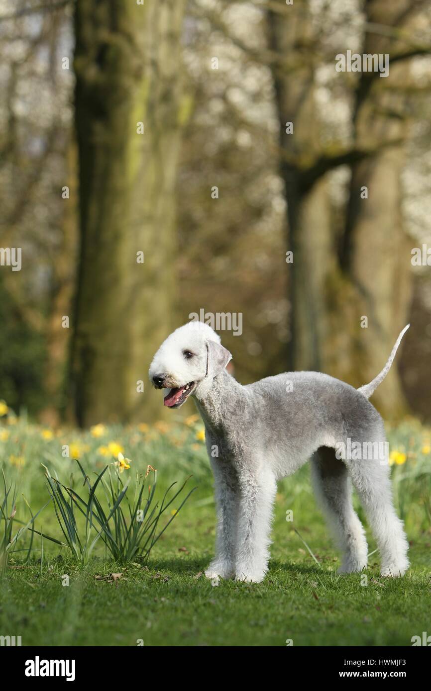 Dog bedlington terrier adult standing hires stock photography and