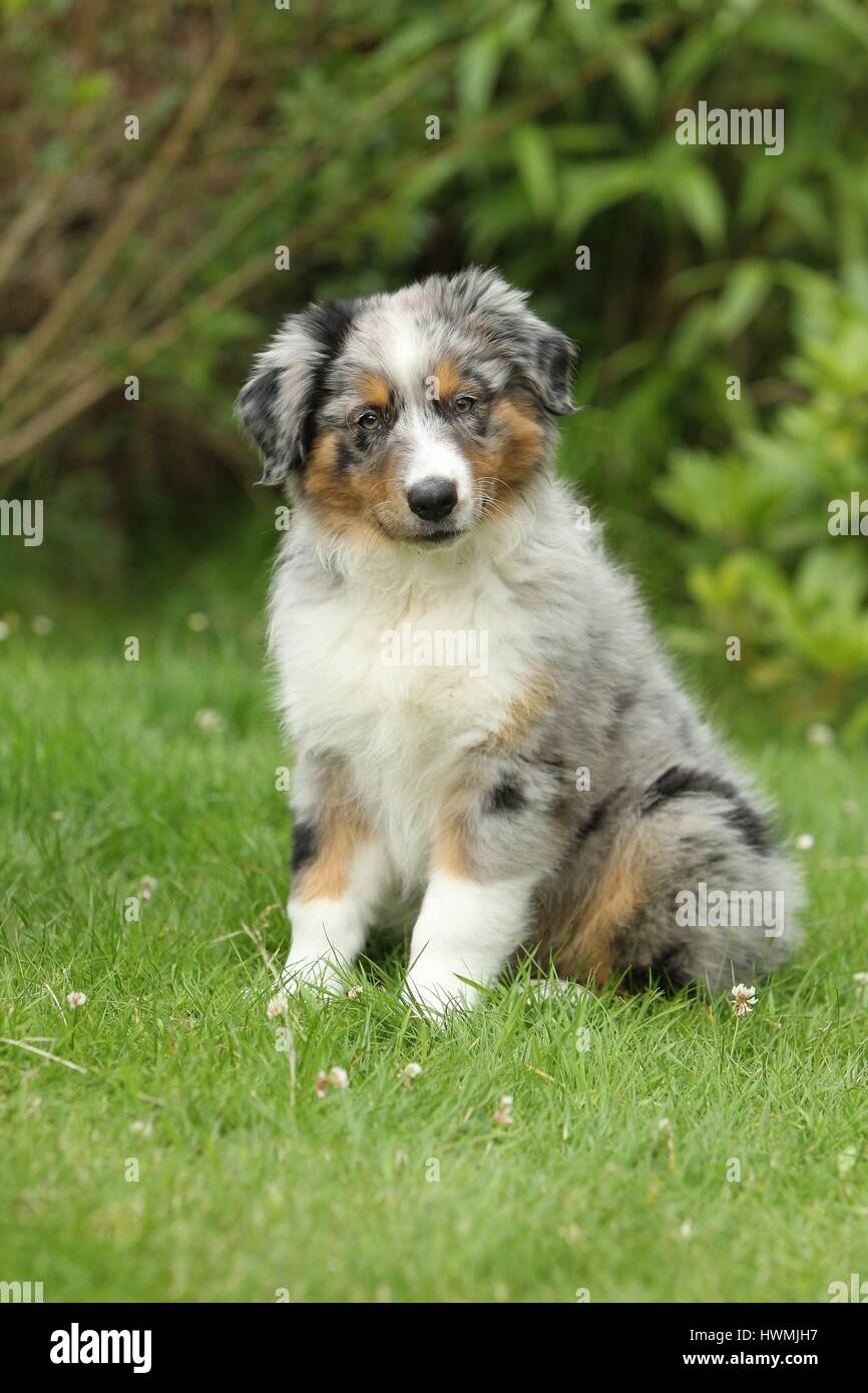 Australian Shepherd Puppy Stock Photo Alamy