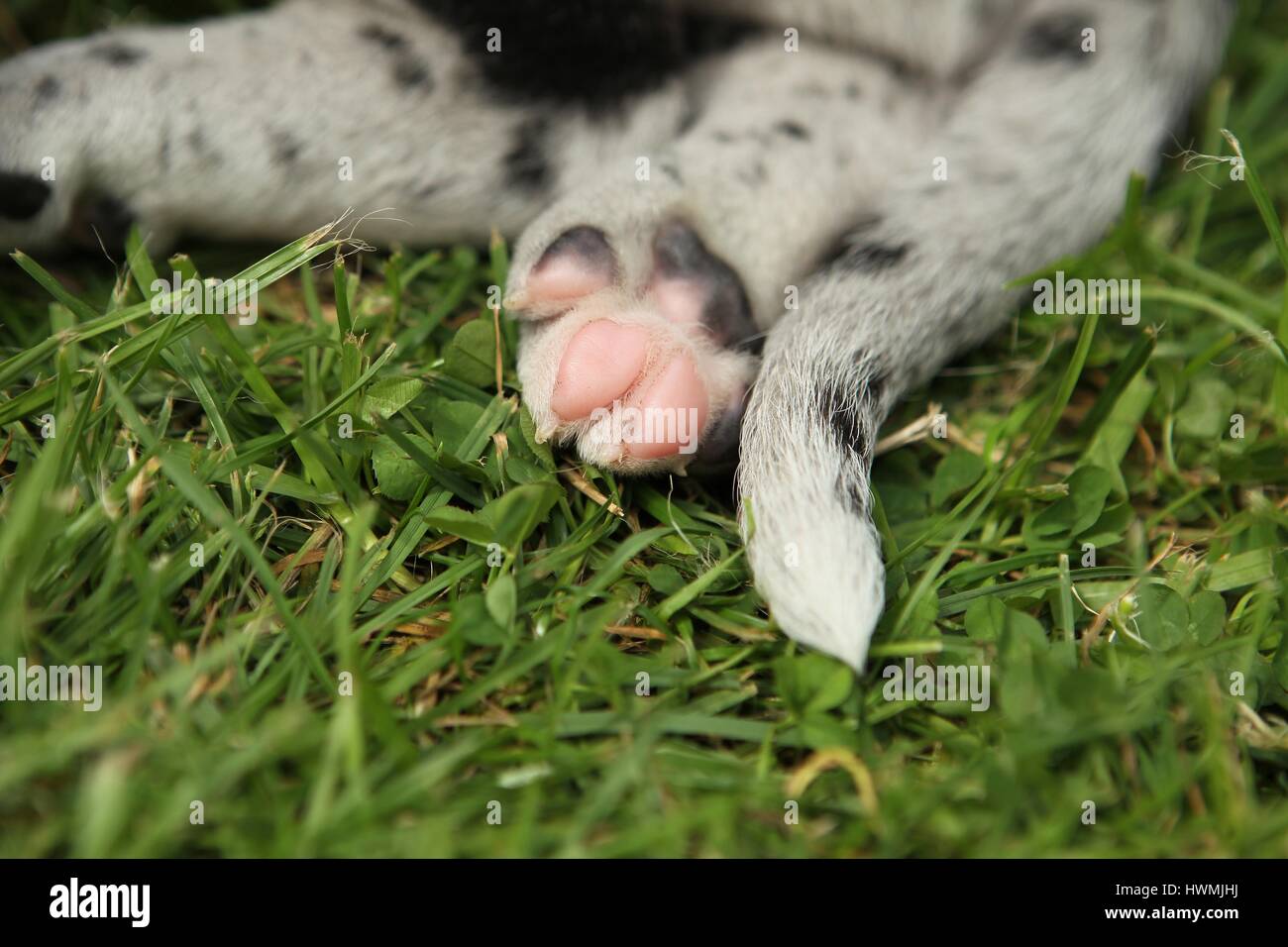 Great Dane Puppy Paw Stock Photo Alamy