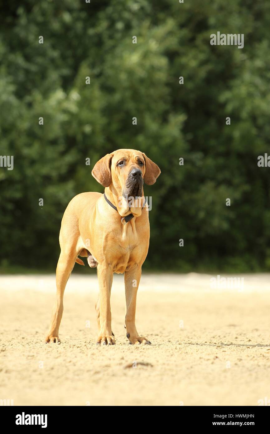 female of guardian dog Fila Brasileiro, Brazilian Mastiff #1 Greeting Card  by Artush Foto