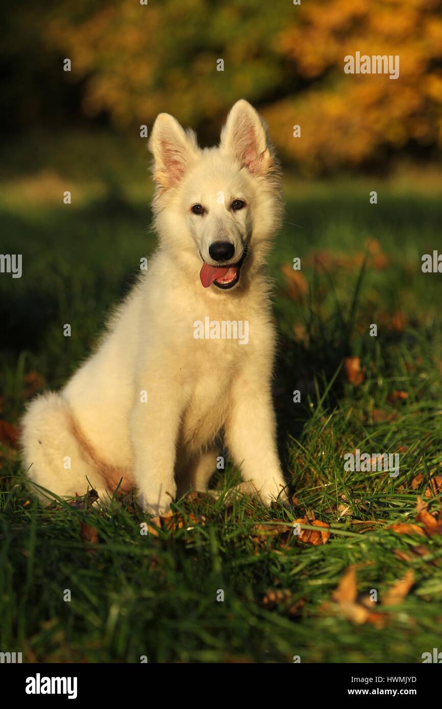 young Berger Blanc Suisse Stock Photo Alamy