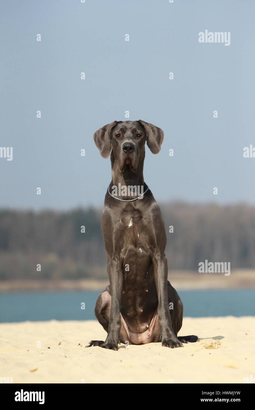 sitting-great-dane-stock-photo-alamy