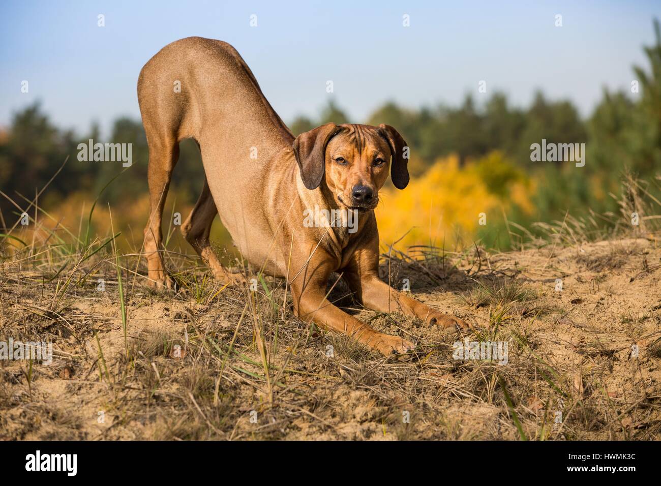 Rhodesian Ridgeback gives an invitation to play Stock Photo - Alamy