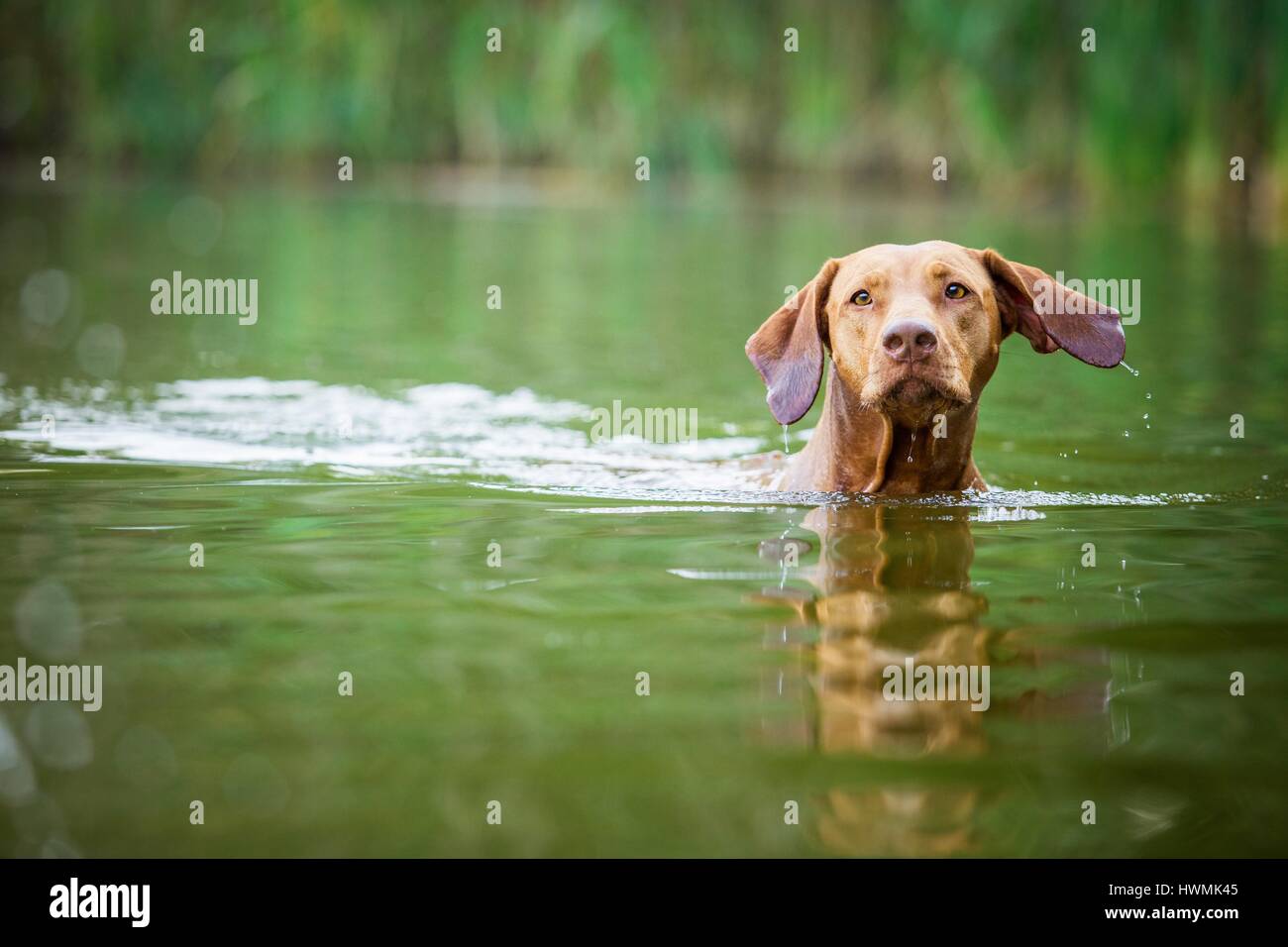 swimming Rhodesian Ridgeback Stock Photo Alamy