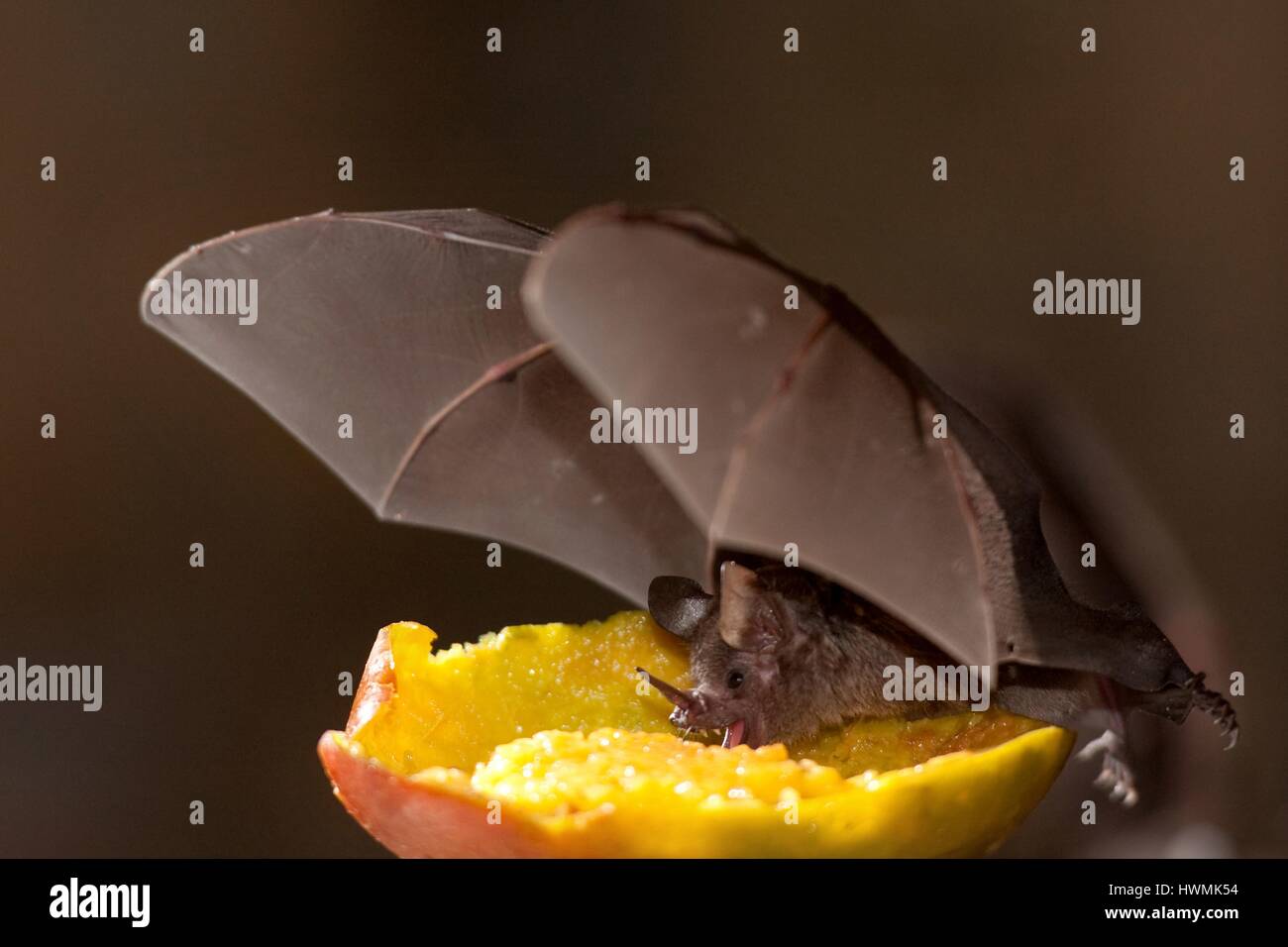 short-tailed fruit bat Stock Photo