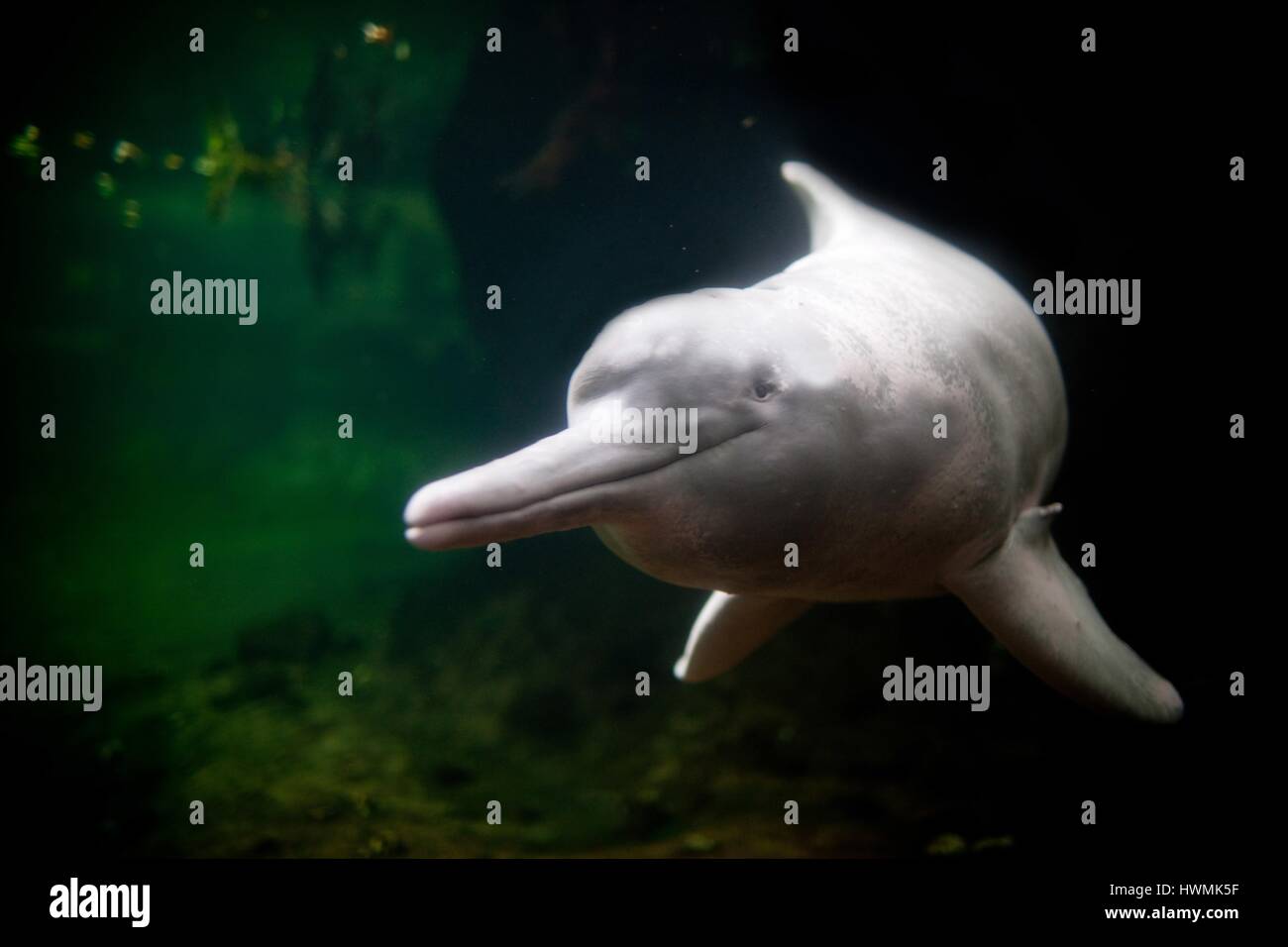Amazon river dolphin Stock Photo
