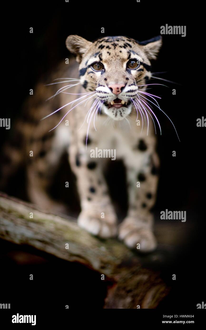 clouded leopard Stock Photo