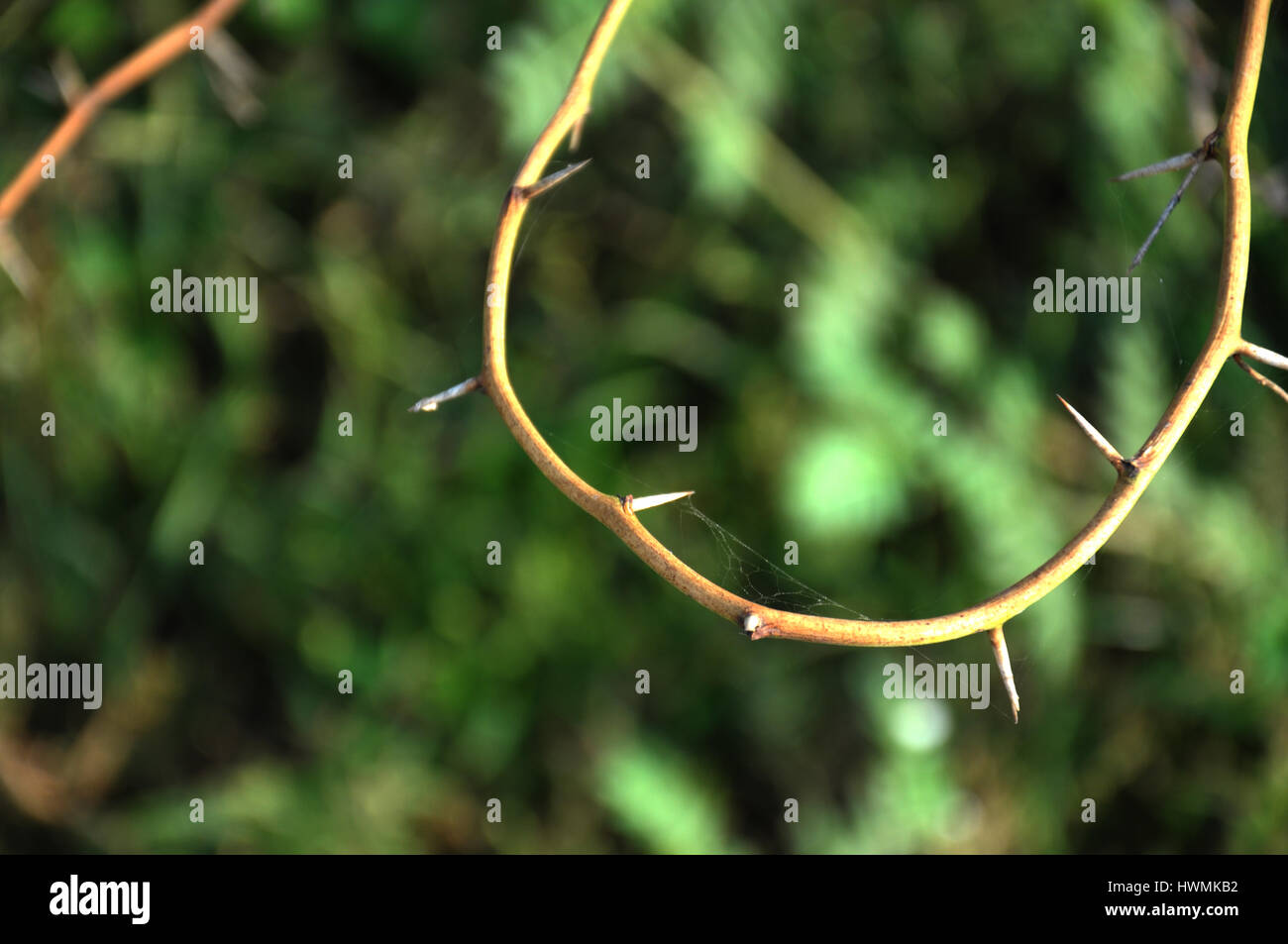 Thorns, In plant morphology, thorns, spines, and prickles (Copyright © Saji Maramon) Stock Photo