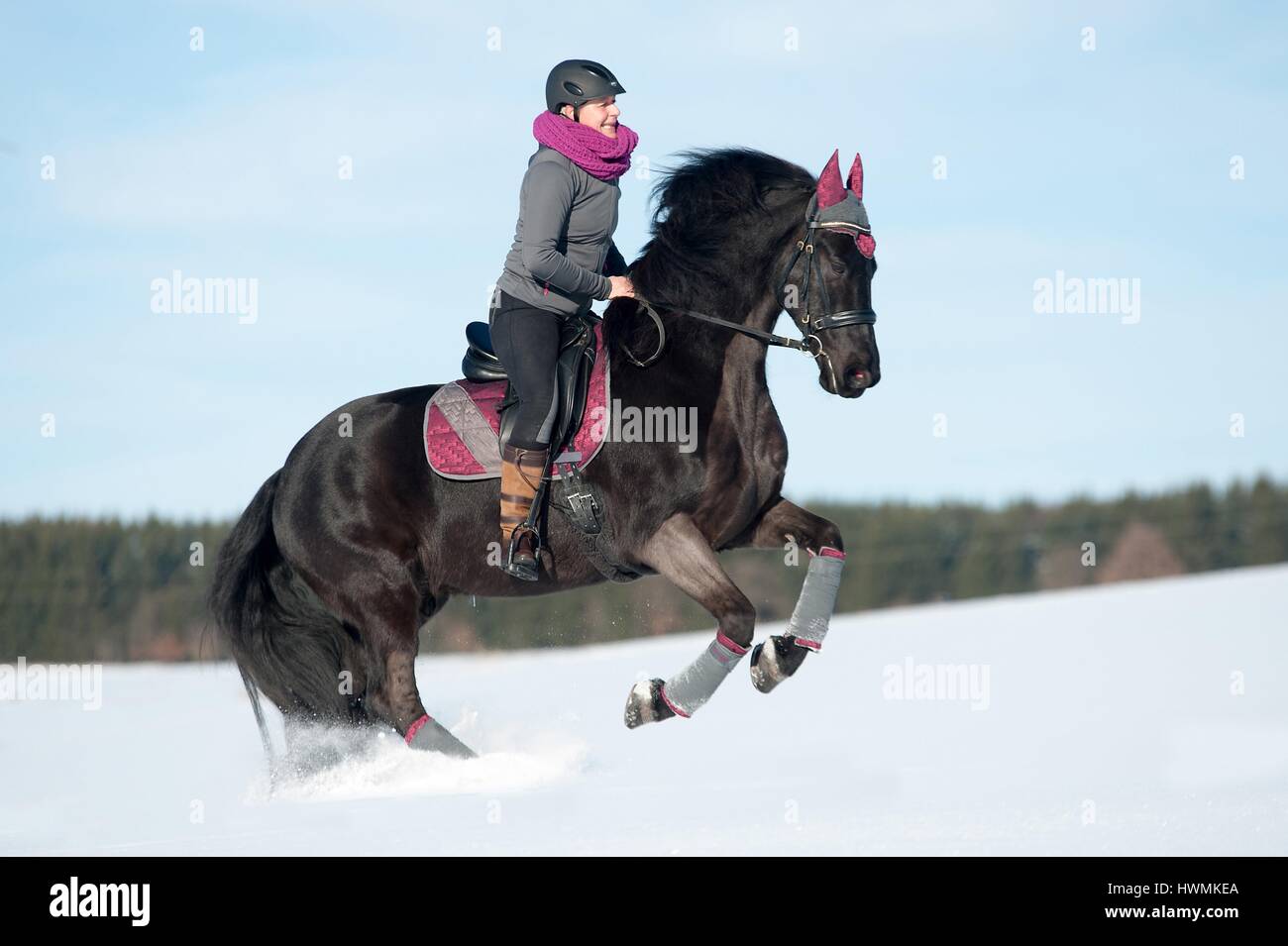 Friesian Horse Stock Photo