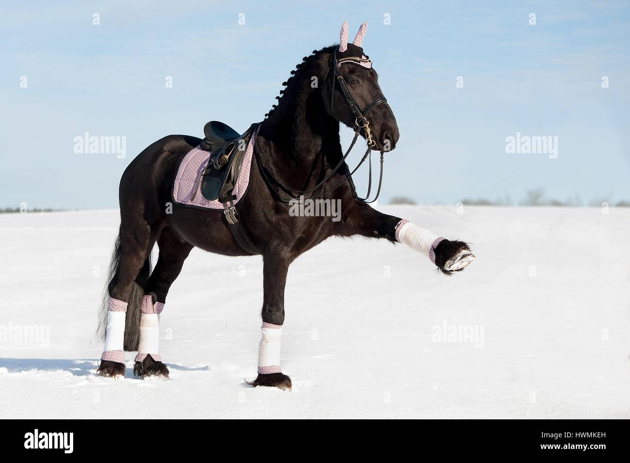 walking Friesian Horse Stock Photo