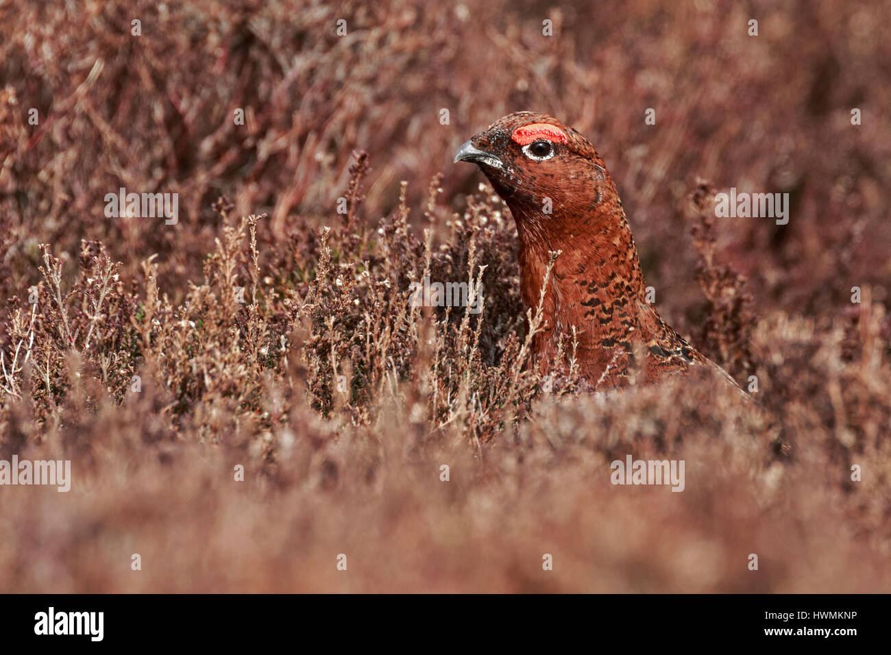 Red Grouse Lagopus lagopus scotica Stock Photo