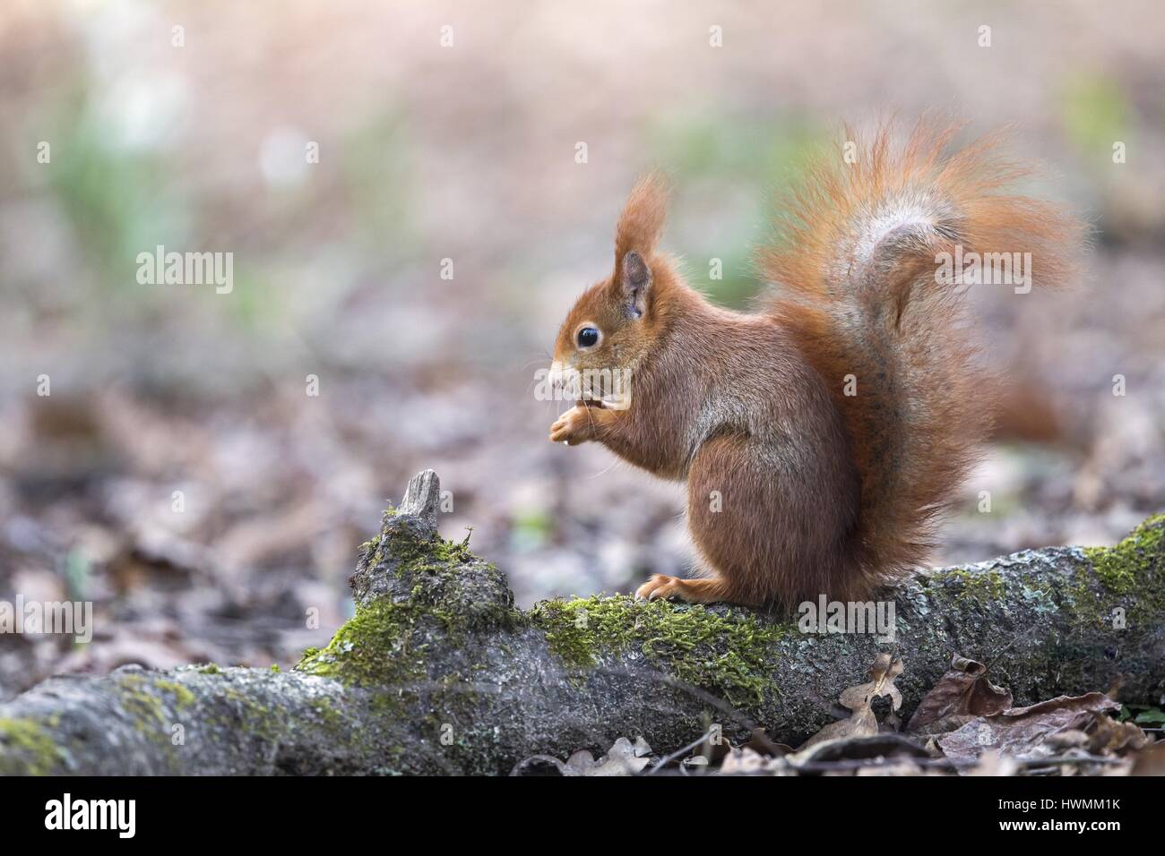 Eurasian red squirrel Stock Photo - Alamy