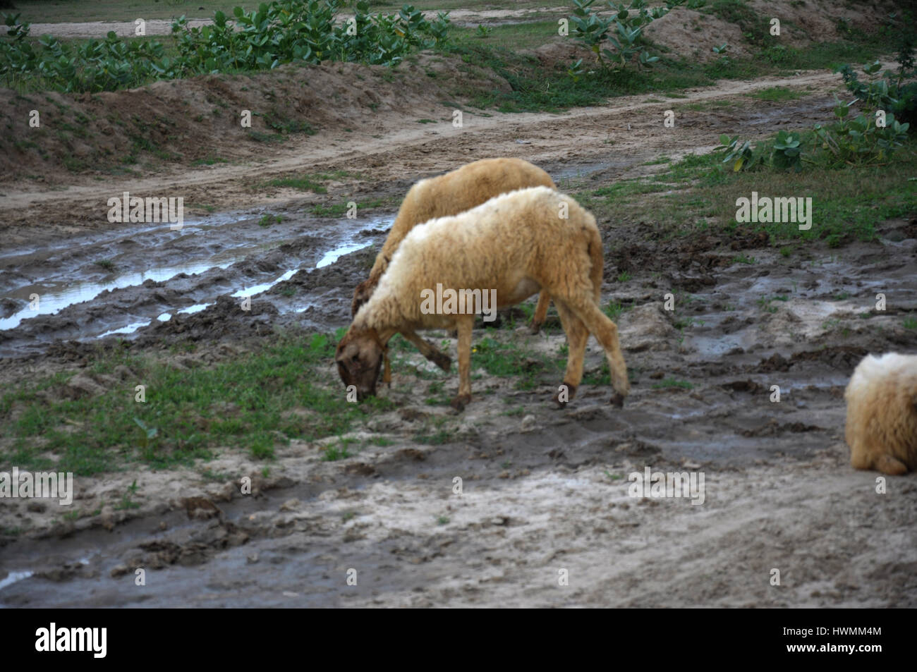 Goats of Rajasthan, Shepherd with sheep, Sheep and Goat Grazing is On The Rise as a Wildfire, The Goat King, (Copyright © Saji Maramon) Stock Photo