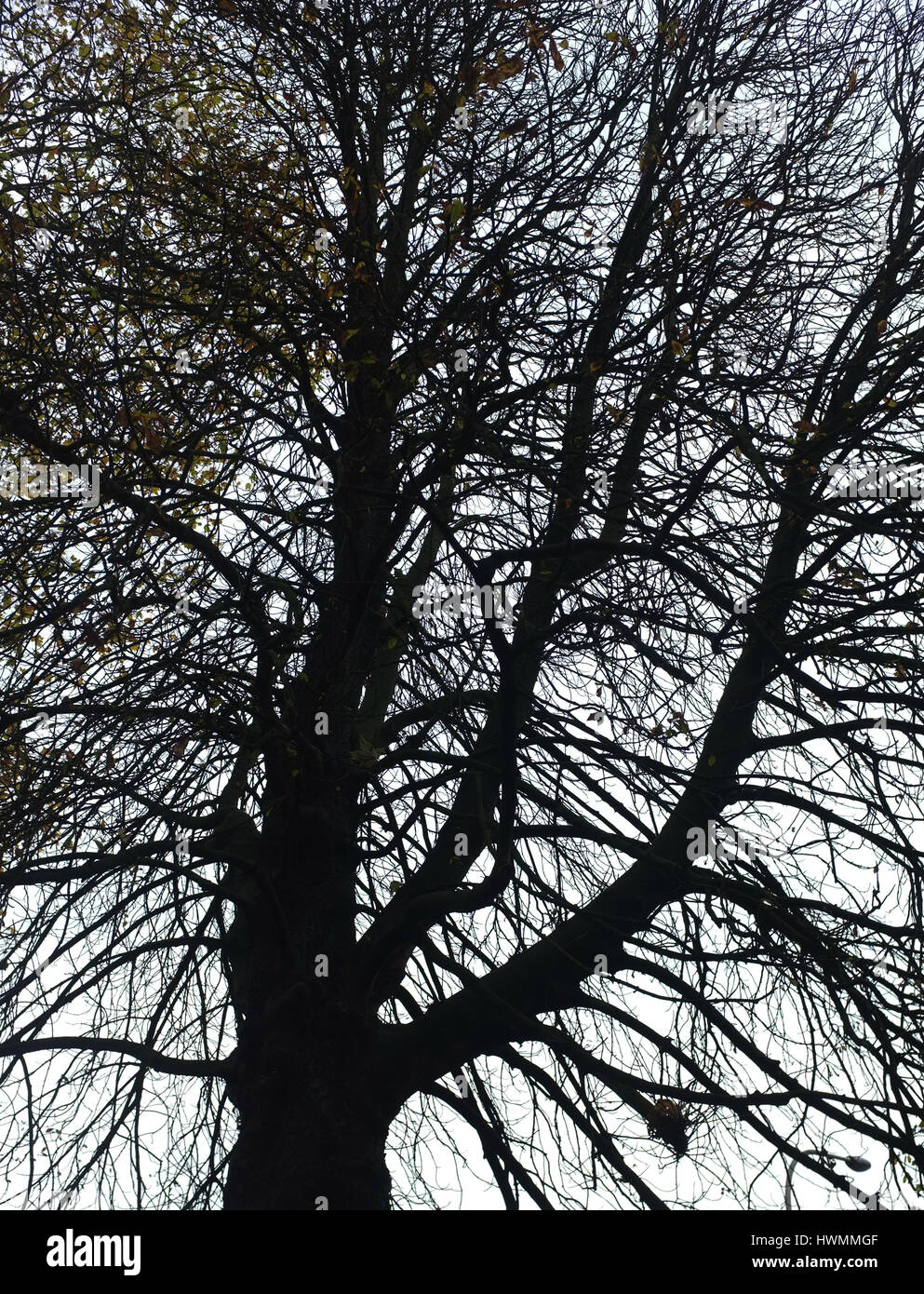 Three leafless branches hi-res stock photography and images - Alamy