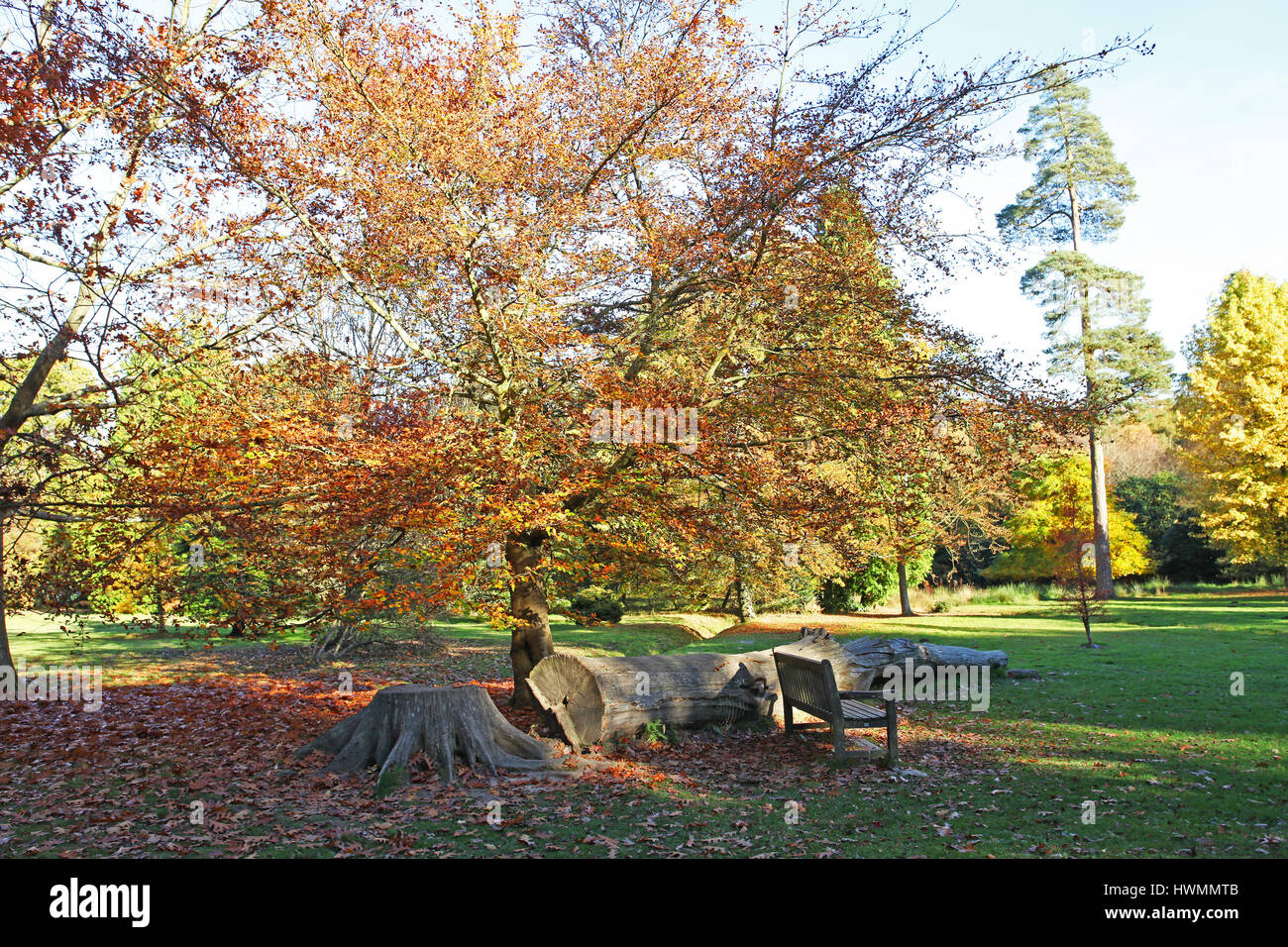 Autumn Colour, Tilgate Park, Crawley, West Sussex, UK Stock Photo