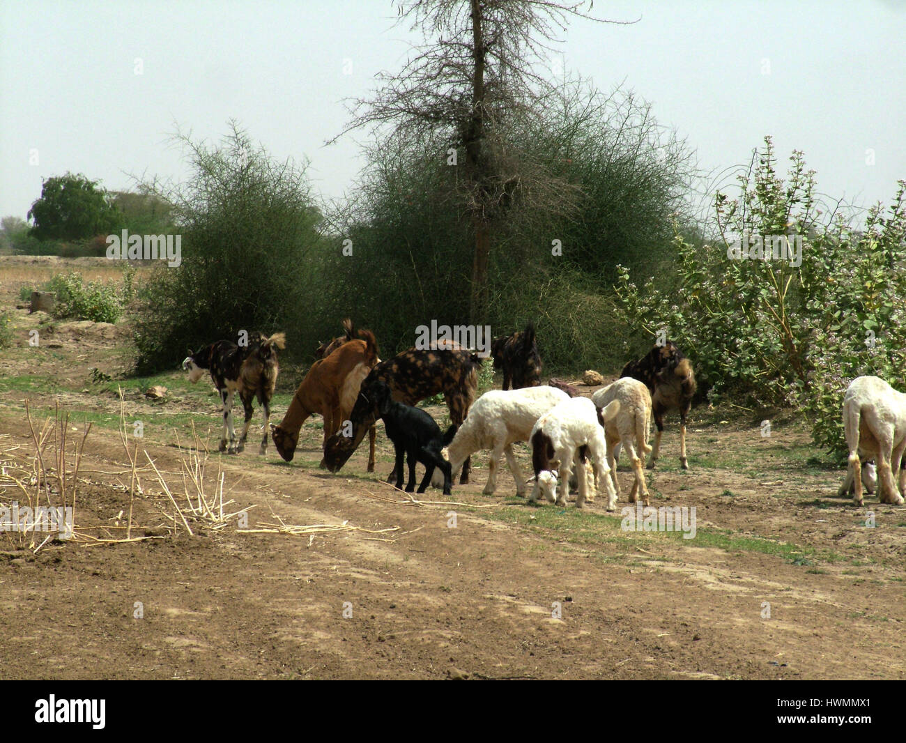 Goat Rural Land, Rajasthan Village Landscape Developing (Photo Copyright © by Saji Maramon) Stock Photo