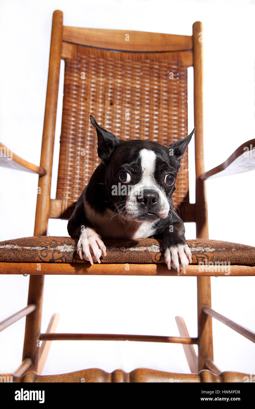 Adorable Boston terrier on antique rocking chair on white background. Isolated on white. Vintage rocking chair. Antique rocking chair isolated. Stock Photo