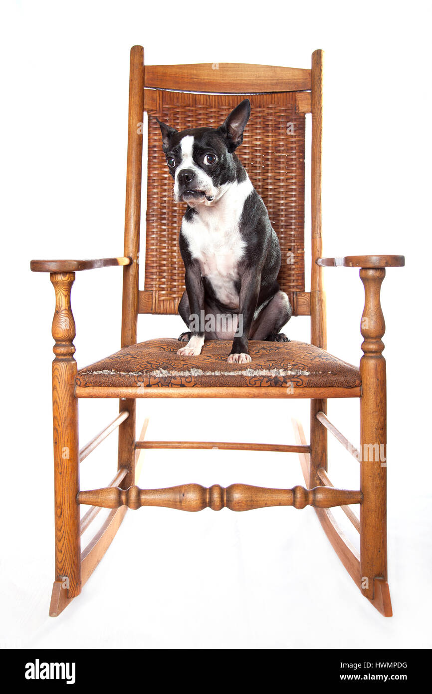 Adorable Boston terrier on antique rocking chair on white background. Isolated on white. Vintage rocking chair. Antique rocking chair isolated. Stock Photo