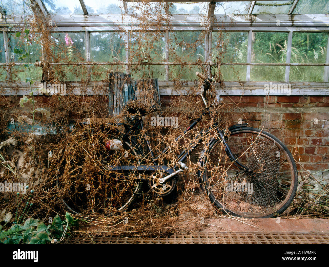 Old abandoned classic ladies bicycle overgrown by weeds in a semi derelict greenhouse. Stock Photo