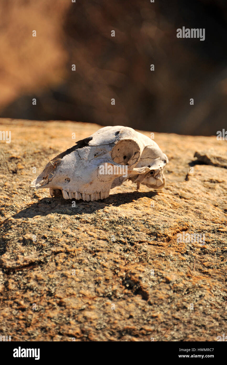 Sun bleached animal skull in the Australian outback. Stock Photo