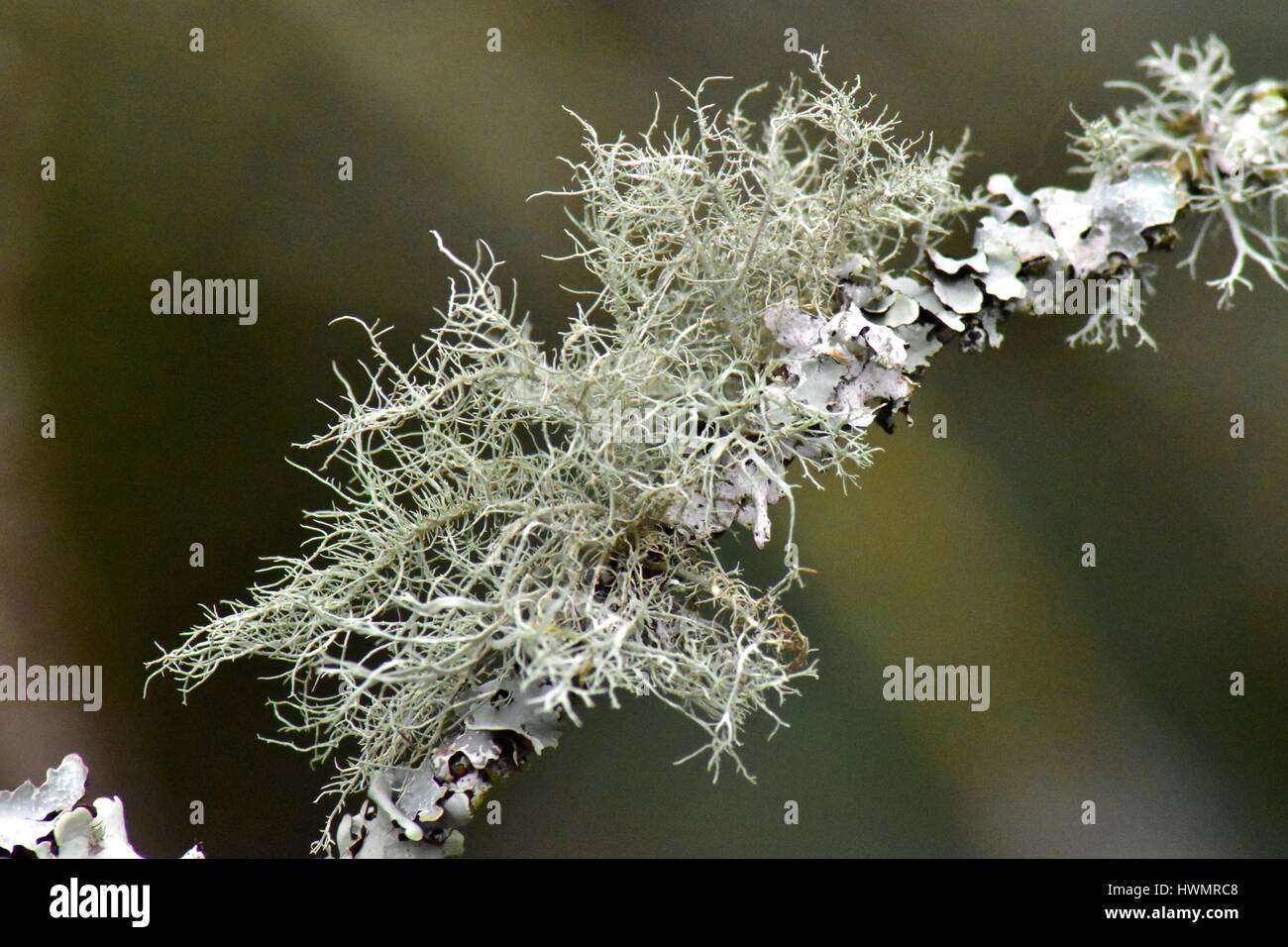 A closeup of a tangle of fruticose lichen (Usnia) ) on a twig encrusted with foliose lichen Stock Photo