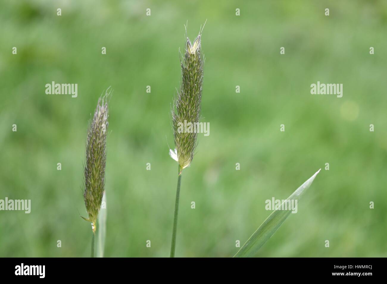 Two seedheads of Meadow Foxtail grass  (Alopecurus pratensis) Stock Photo