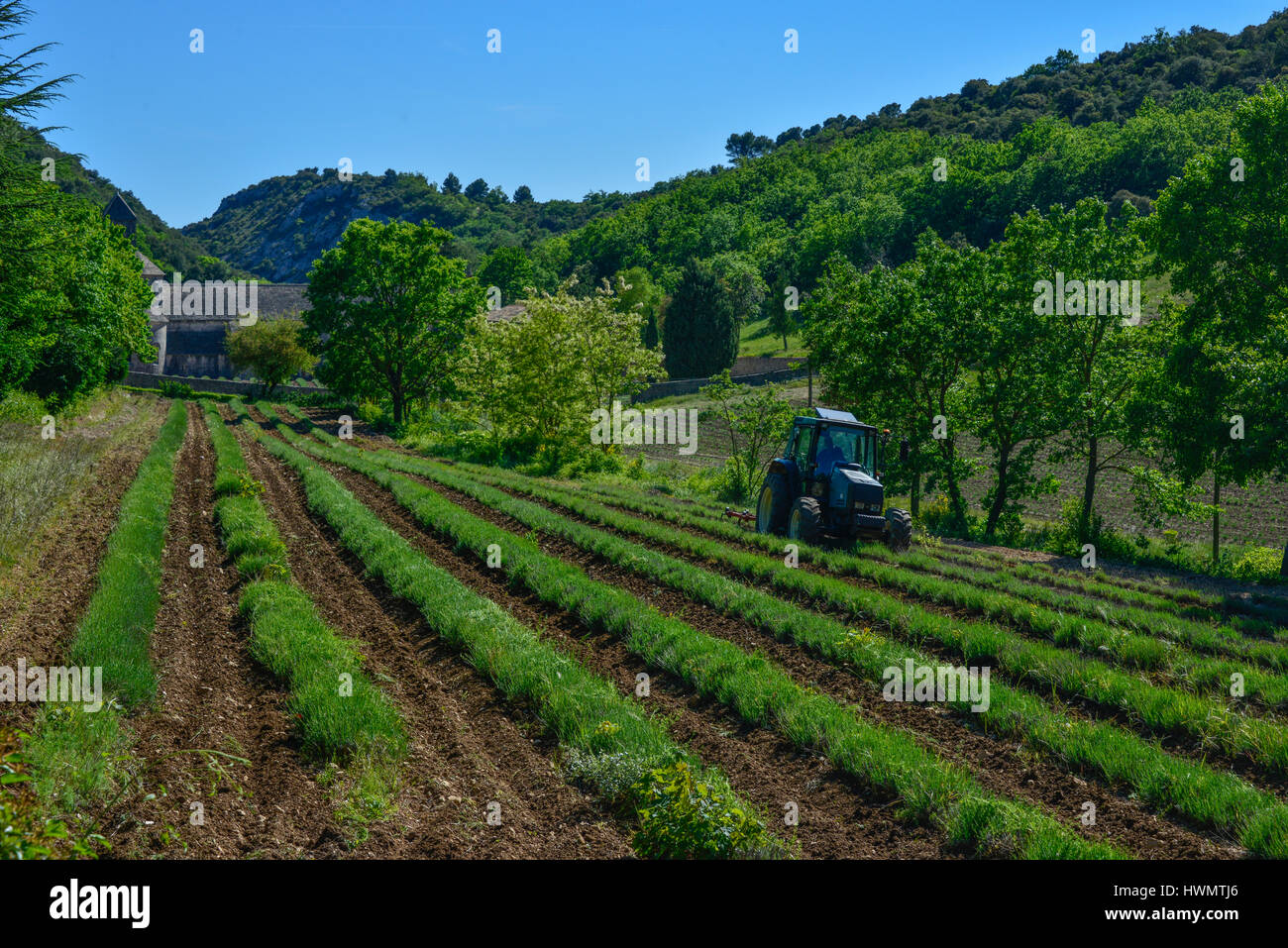 A tractor ploughing lavender fields at the Cistercian Abbey of Senanque in Provence, France. Stock Photo