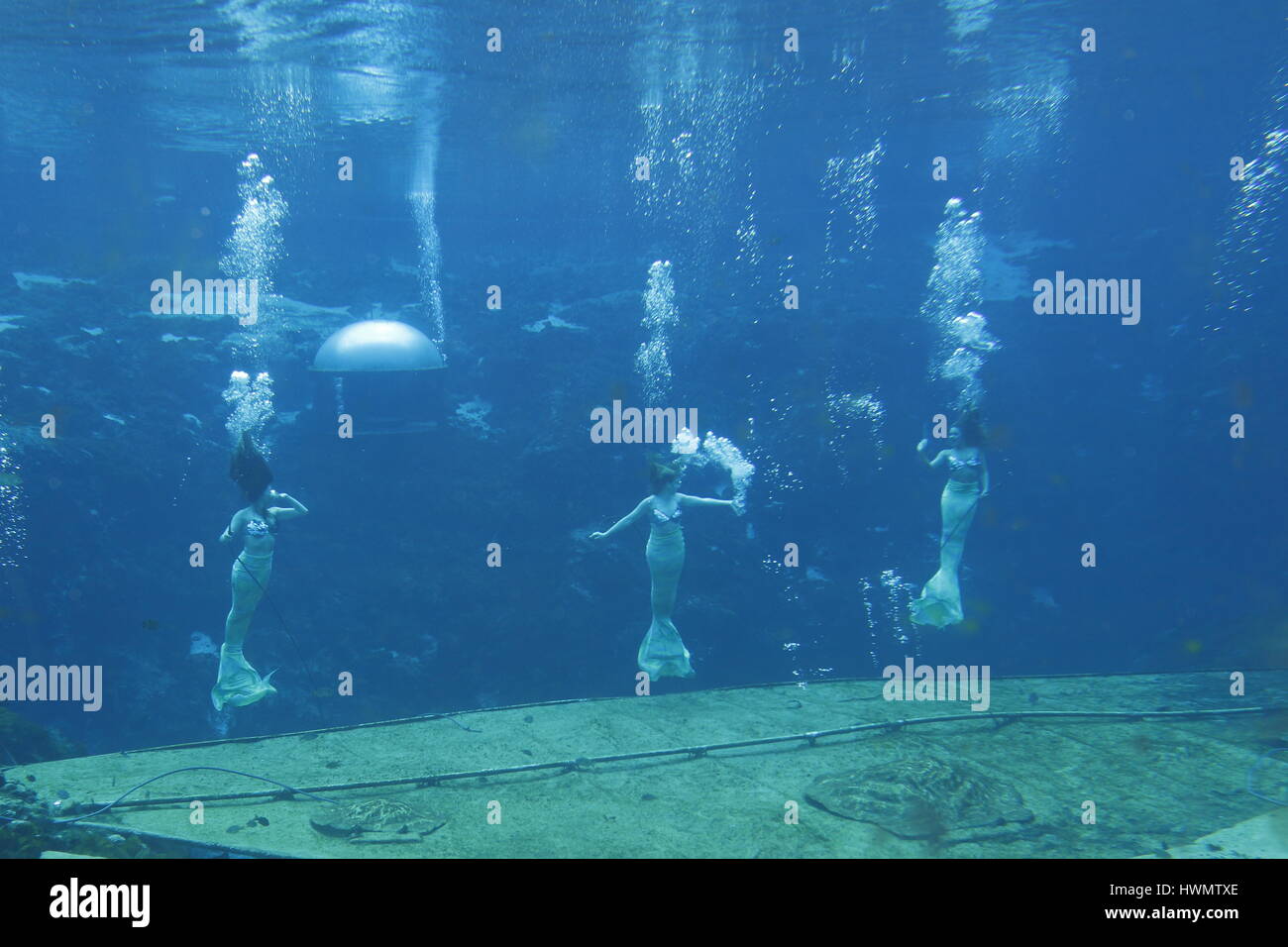 Mermaids performing underwater at Weeki Wachee Springs State Park Stock Photo